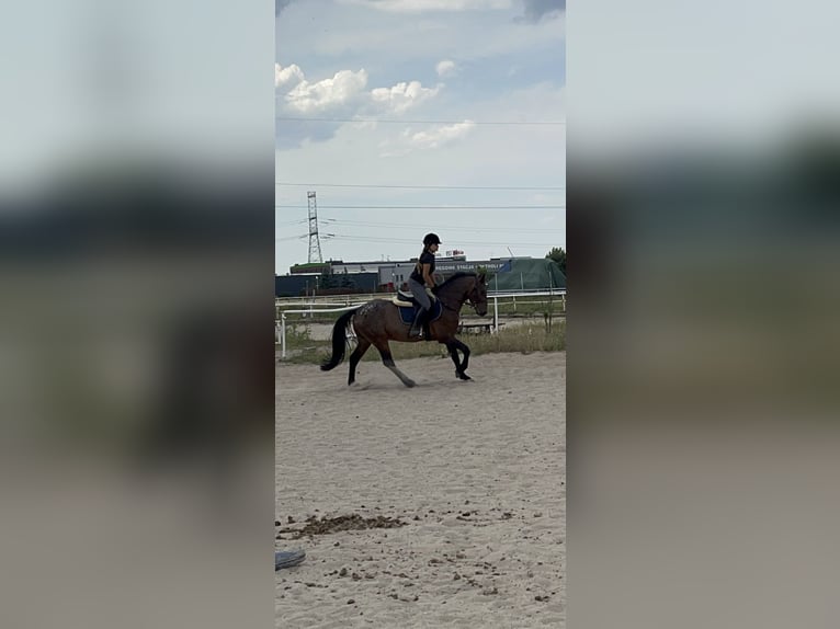 Pools halfbloed Ruin 3 Jaar 160 cm Gevlekt-paard in Warszawa