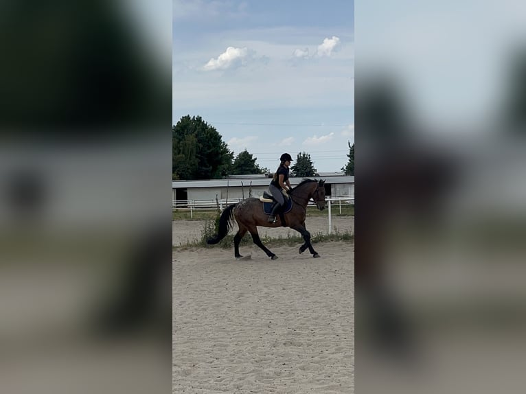 Pools halfbloed Ruin 3 Jaar 160 cm Gevlekt-paard in Warszawa