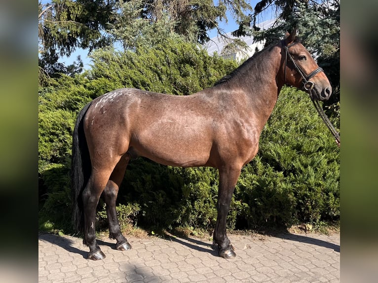 Pools halfbloed Ruin 3 Jaar 160 cm Gevlekt-paard in Warszawa