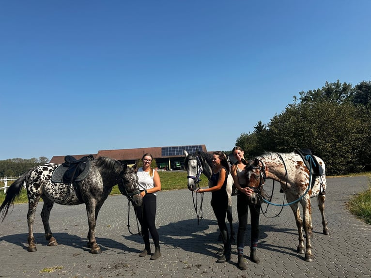 Pools halfbloed Ruin 3 Jaar 165 cm Appaloosa in Santok