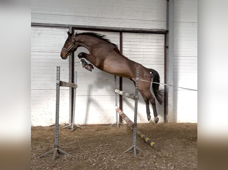 Pools halfbloed Ruin 3 Jaar 173 cm Bruin in Złotów