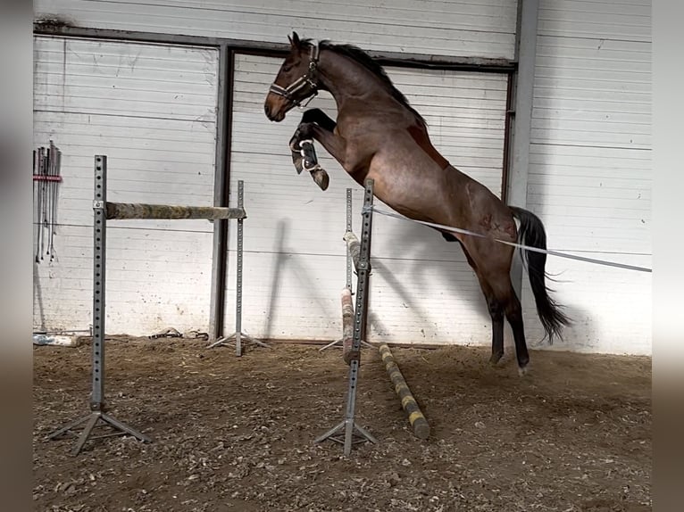 Pools halfbloed Ruin 3 Jaar 173 cm Bruin in Złotów