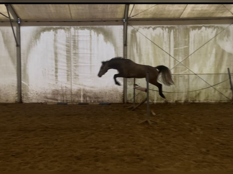 Pools halfbloed Mix Ruin 4 Jaar 153 cm Schimmel in Zgierz