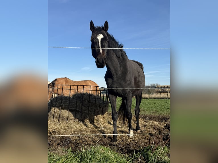 Pools halfbloed Ruin 4 Jaar 160 cm Donkerbruin in Seelow