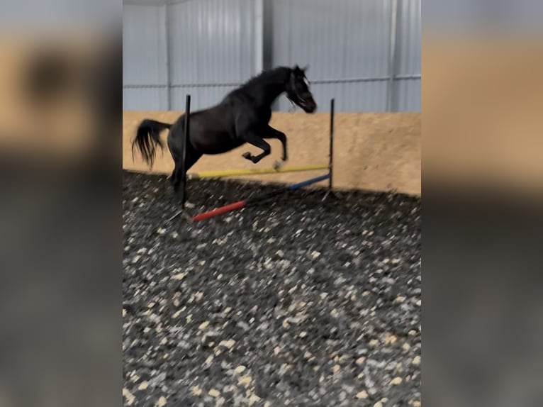 Pools halfbloed Ruin 4 Jaar 160 cm Donkerbruin in Seelow