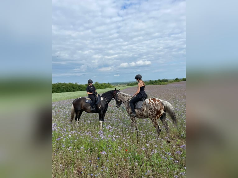 Pools halfbloed Ruin 4 Jaar 170 cm Gevlekt-paard in Santok
