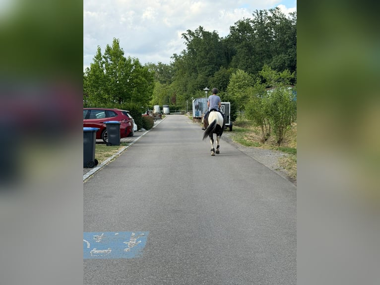 Pools halfbloed Ruin 5 Jaar 154 cm Gevlekt-paard in Baindt