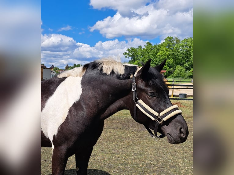 Pools halfbloed Ruin 5 Jaar 154 cm Gevlekt-paard in Baindt