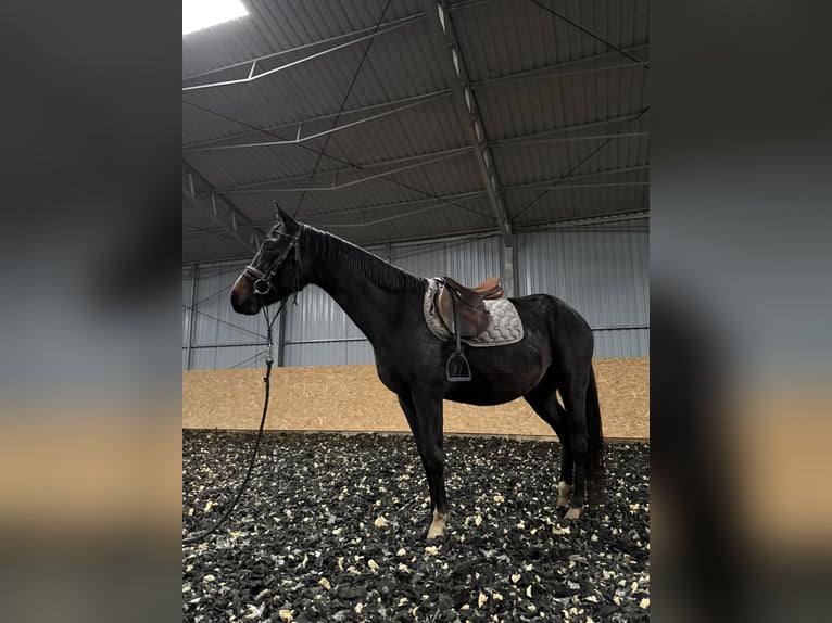 Pools halfbloed Ruin 5 Jaar 160 cm Donkerbruin in Seelow