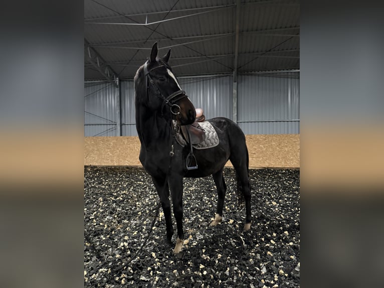 Pools halfbloed Ruin 5 Jaar 160 cm Donkerbruin in Seelow