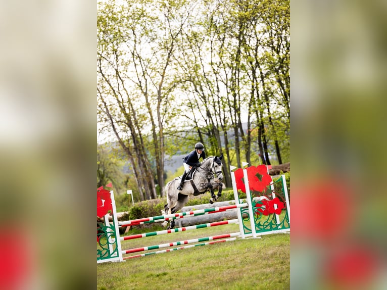 Pools halfbloed Ruin 5 Jaar 163 cm Schimmel in Koszalin