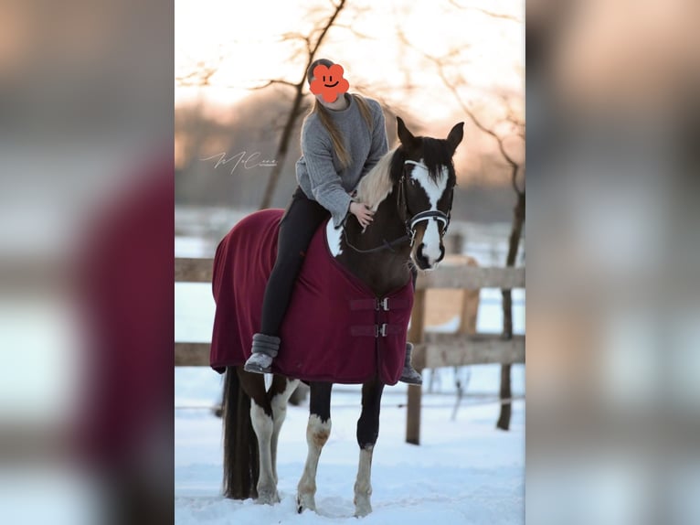 Pools halfbloed Ruin 5 Jaar 167 cm Gevlekt-paard in Burgwedel