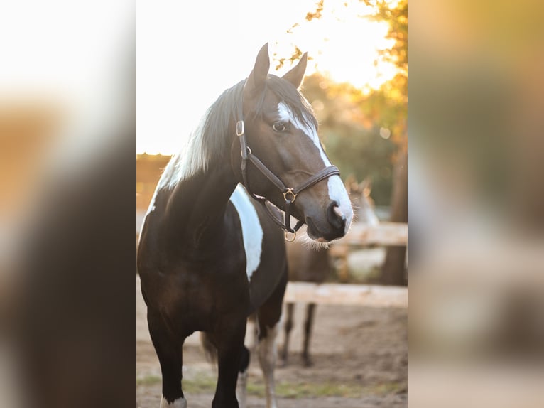 Pools halfbloed Ruin 5 Jaar 167 cm Gevlekt-paard in Burgwedel
