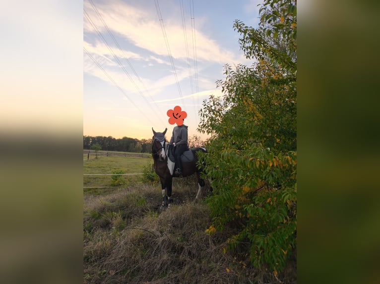 Pools halfbloed Ruin 5 Jaar 167 cm Gevlekt-paard in Burgwedel