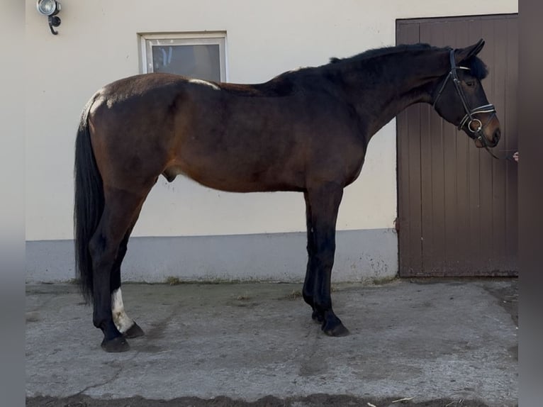 Pools halfbloed Ruin 5 Jaar 172 cm Bruin in Strzałkowo