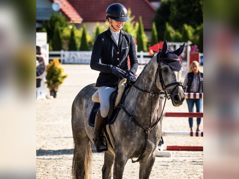 Pools halfbloed Ruin 5 Jaar Schimmel in Gdynia