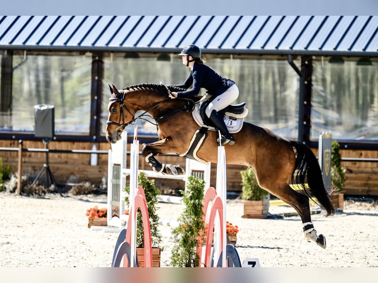 Pools halfbloed Ruin 6 Jaar 170 cm Bruin in Dolsk