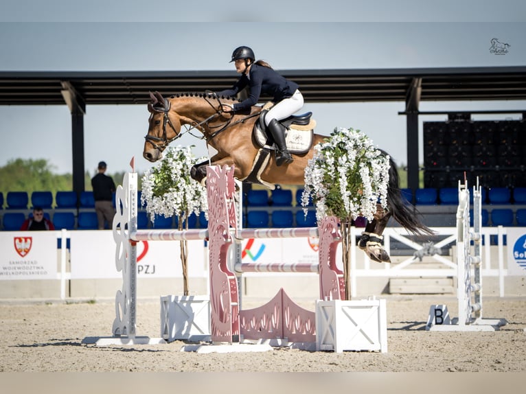 Pools halfbloed Ruin 6 Jaar 170 cm Bruin in Dolsk