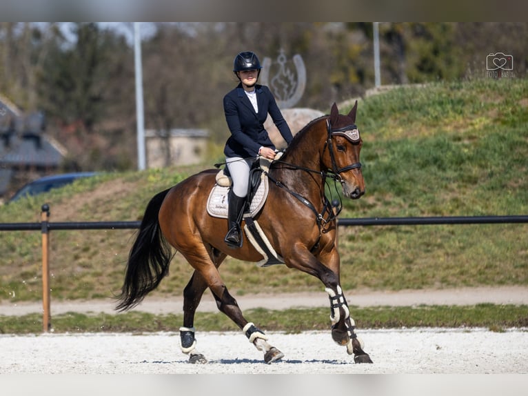 Pools halfbloed Ruin 6 Jaar 170 cm Bruin in Dolsk
