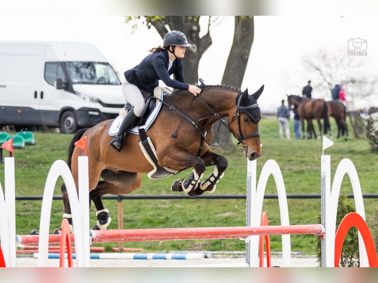 Pools halfbloed Ruin 6 Jaar 170 cm Bruin in Dolsk