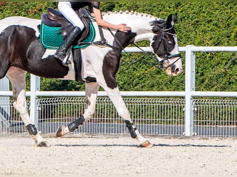 Pools halfbloed Ruin 6 Jaar 175 cm Gevlekt-paard in Zielona G&#xF3;ra