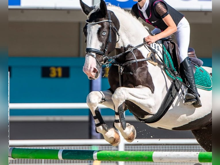 Pools halfbloed Ruin 6 Jaar 175 cm Gevlekt-paard in Zielona G&#xF3;ra