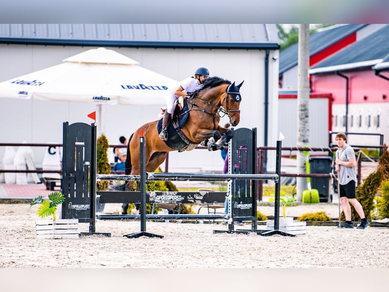 Pools halfbloed Ruin 7 Jaar 170 cm Bruin in Skoki