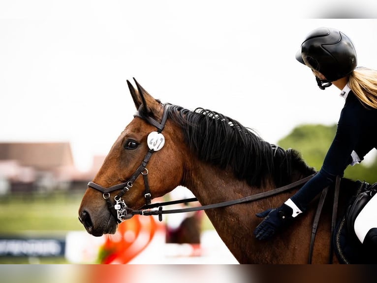 Pools halfbloed Ruin 7 Jaar Roodbruin in Pieczysko