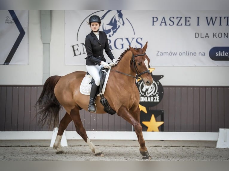 Pools halfbloed Ruin 8 Jaar 167 cm Vos in Złotniki