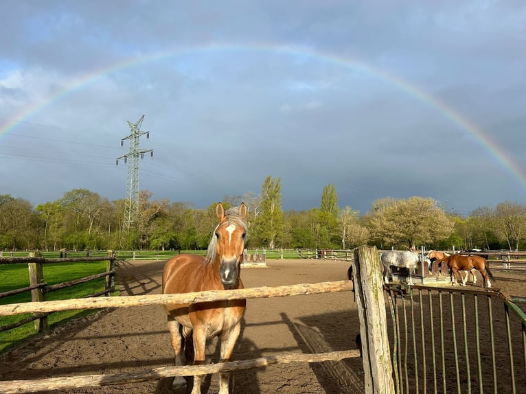 Pools halfbloed Mix Ruin 9 Jaar 158 cm Vos in Mannheim