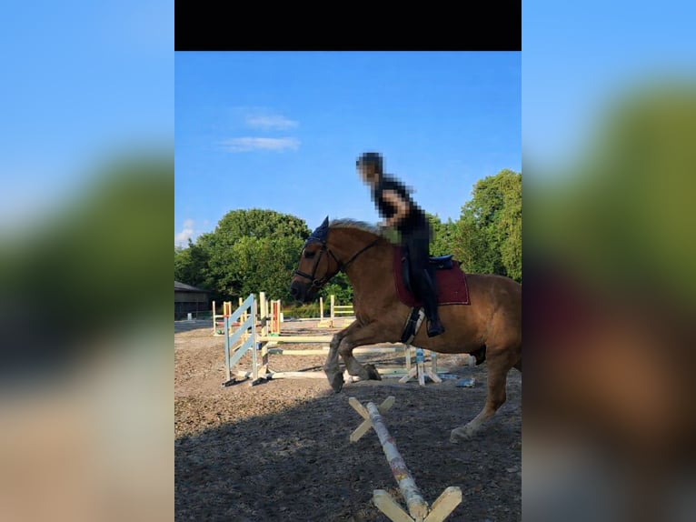 Pools halfbloed Mix Ruin 9 Jaar 158 cm Vos in Mannheim