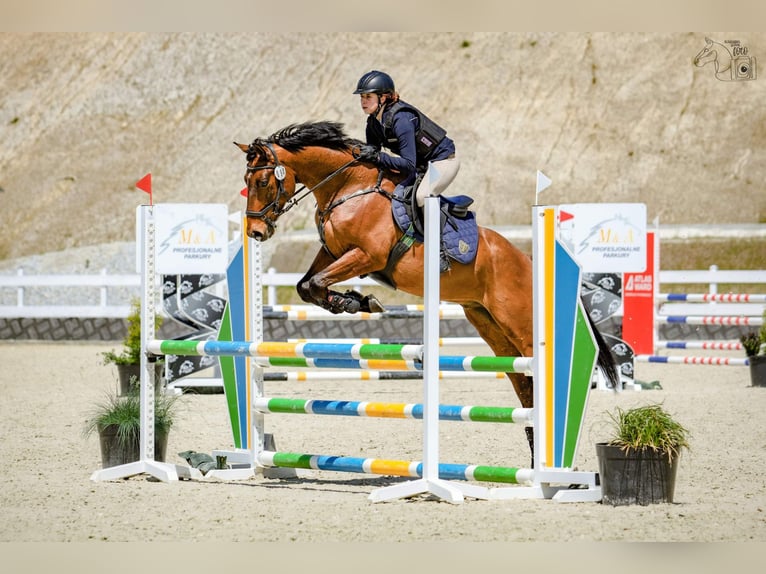 Pools halfbloed Ruin 9 Jaar 162 cm Roodbruin in &#x17B;elaz&#xF3;w