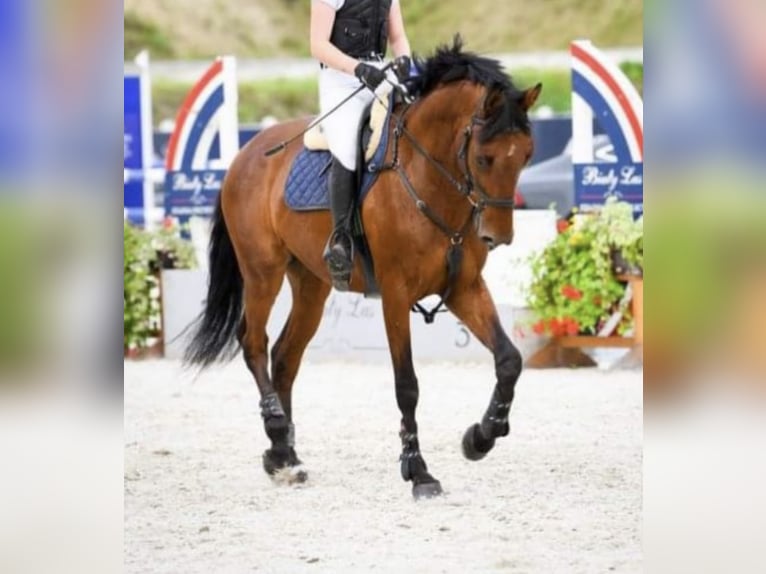 Pools halfbloed Ruin 9 Jaar 162 cm Roodbruin in &#x17B;elaz&#xF3;w