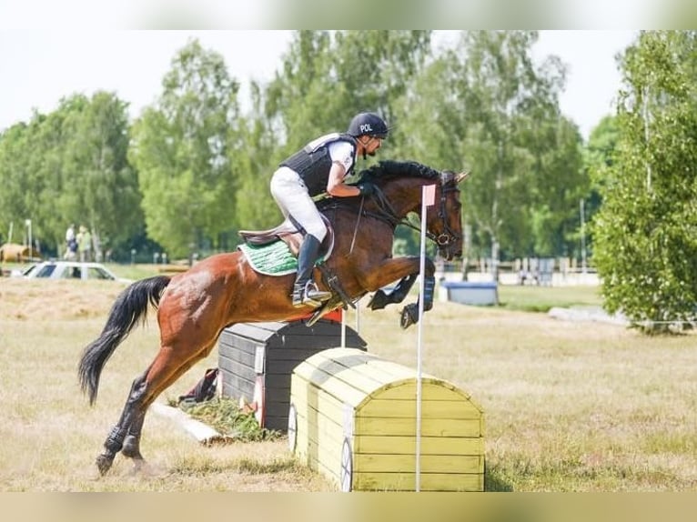 Pools halfbloed Ruin 9 Jaar 162 cm Roodbruin in &#x17B;elaz&#xF3;w