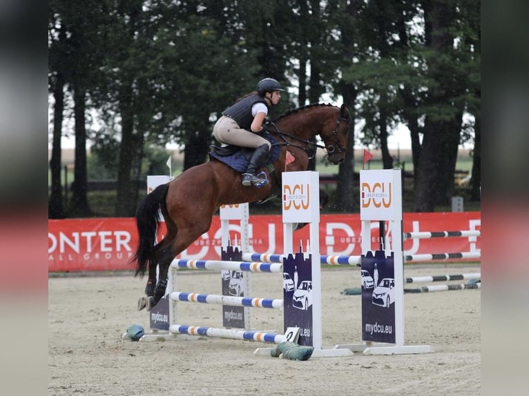 Pools halfbloed Ruin 9 Jaar 162 cm Roodbruin in &#x17B;elaz&#xF3;w