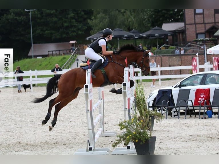 Pools halfbloed Ruin 9 Jaar 162 cm Roodbruin in &#x17B;elaz&#xF3;w