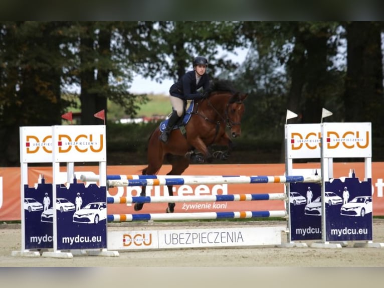 Pools halfbloed Ruin 9 Jaar 162 cm Roodbruin in &#x17B;elaz&#xF3;w