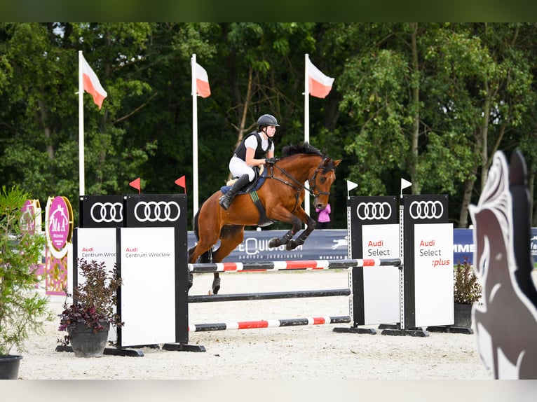 Pools halfbloed Ruin 9 Jaar 162 cm Roodbruin in &#x17B;elaz&#xF3;w