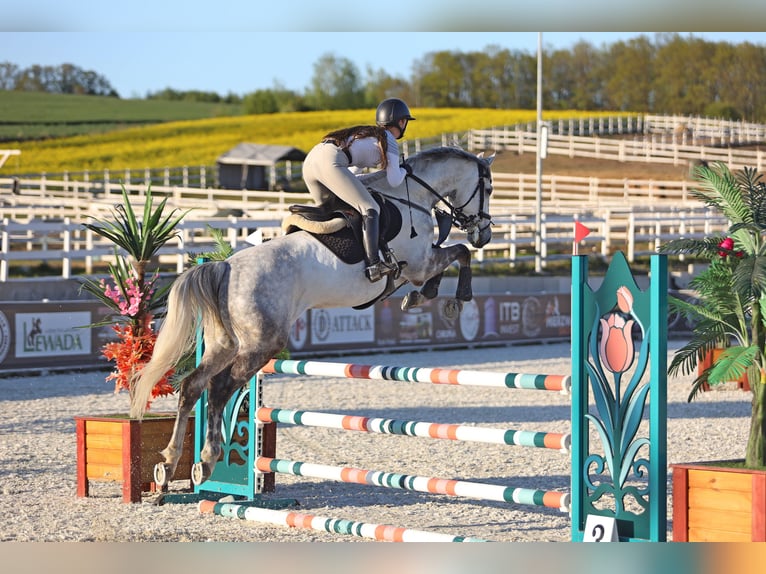 Pools halfbloed Ruin 9 Jaar 165 cm Schimmel in Wojnarowice