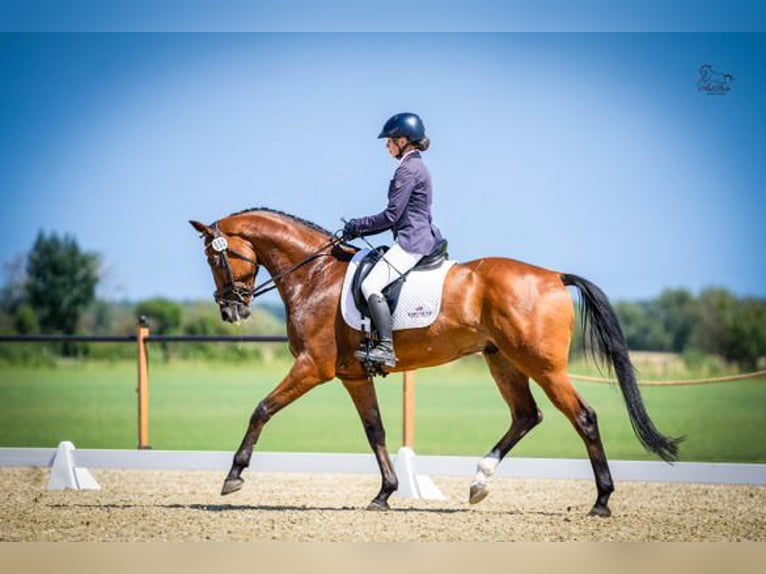Pools halfbloed Ruin 9 Jaar 167 cm Bruin in Zajaczkowo