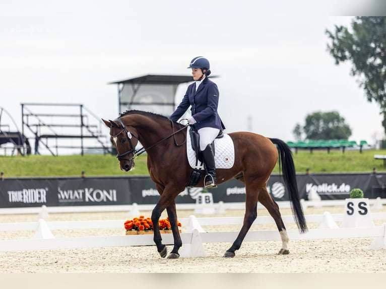 Pools halfbloed Ruin 9 Jaar 167 cm Bruin in Zajaczkowo