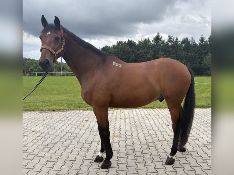 Pools halfbloed Ruin 9 Jaar 170 cm Bruin in Czarna Huta