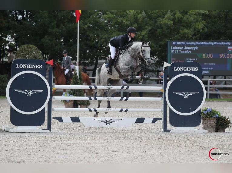 Pools halfbloed Ruin 9 Jaar 170 cm Schimmel in zaręby