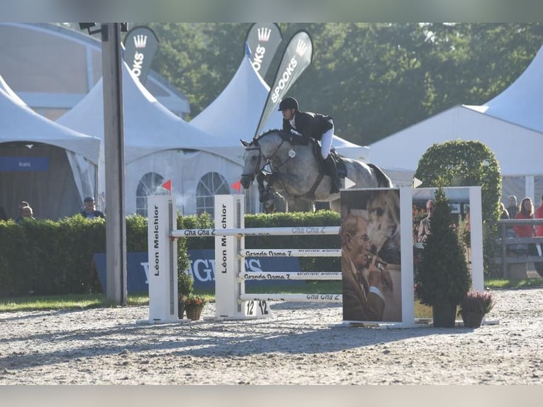 Pools halfbloed Ruin 9 Jaar 170 cm Schimmel in zaręby