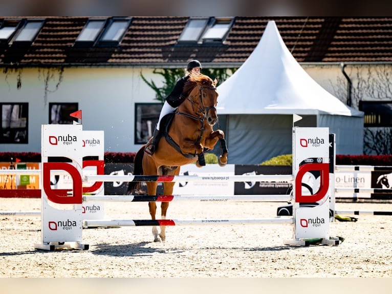Pools halfbloed Ruin 9 Jaar 175 cm Vos in Dziuplina