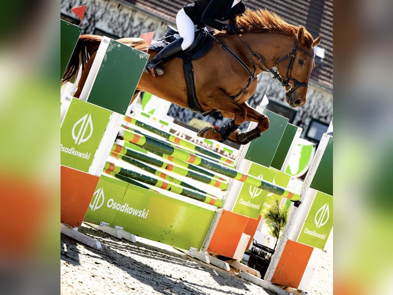 Pools halfbloed Ruin 9 Jaar 175 cm Vos in Dziuplina