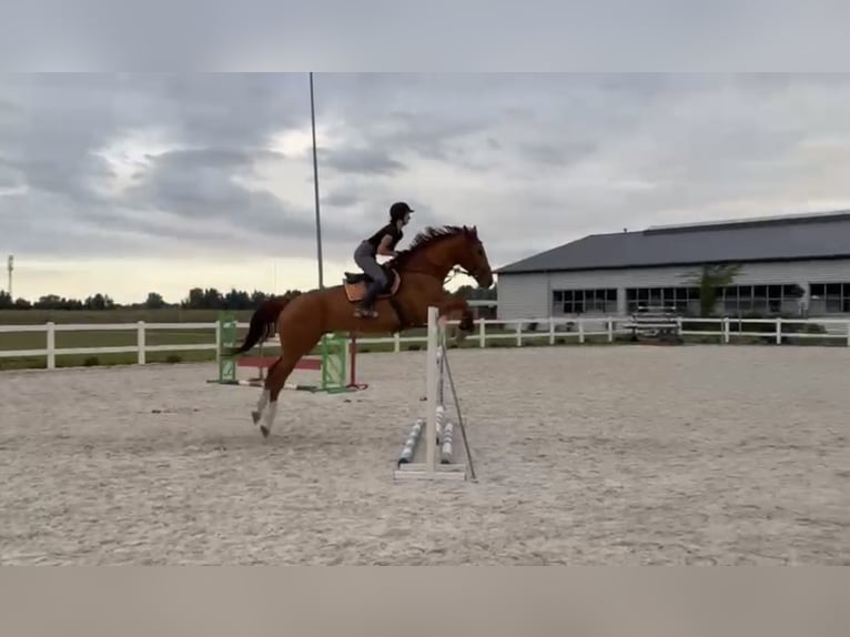 Pools halfbloed Ruin 9 Jaar 175 cm Vos in Mościsko