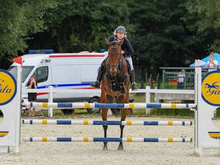 Pools halfbloed Ruin 9 Jaar 176 cm Roodbruin in Łoźnica