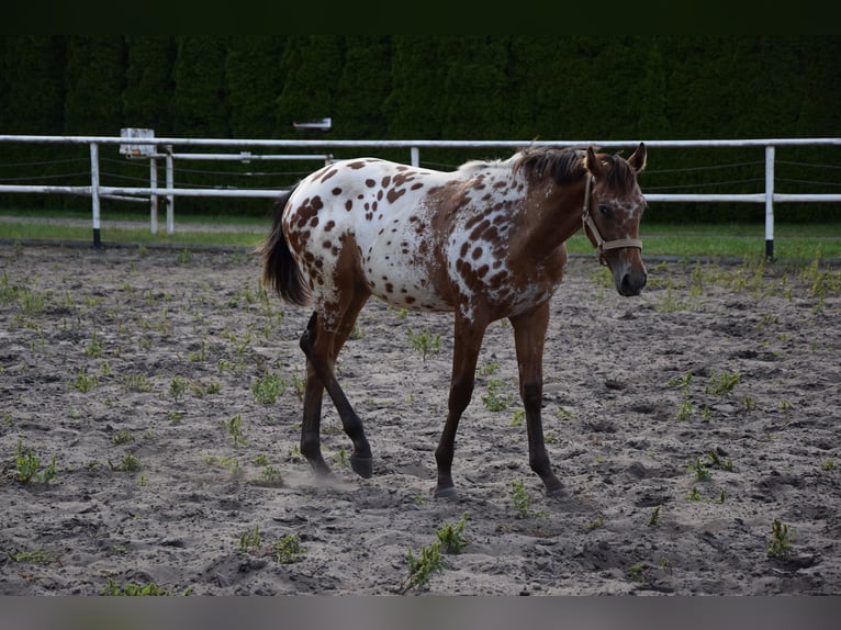 Pools sportpaard Hengst 1 Jaar 163 cm Appaloosa in Chelmno