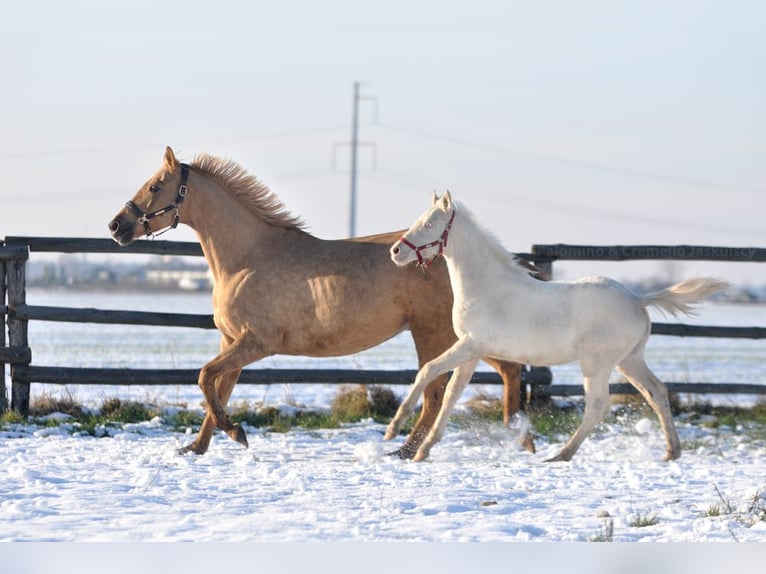 Pools sportpaard Hengst 1 Jaar 167 cm Cremello in Piecowice